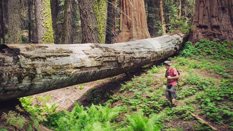 Hiker wandering off-trail near fallen sequoia tree in Kings Canyon National Park, California
