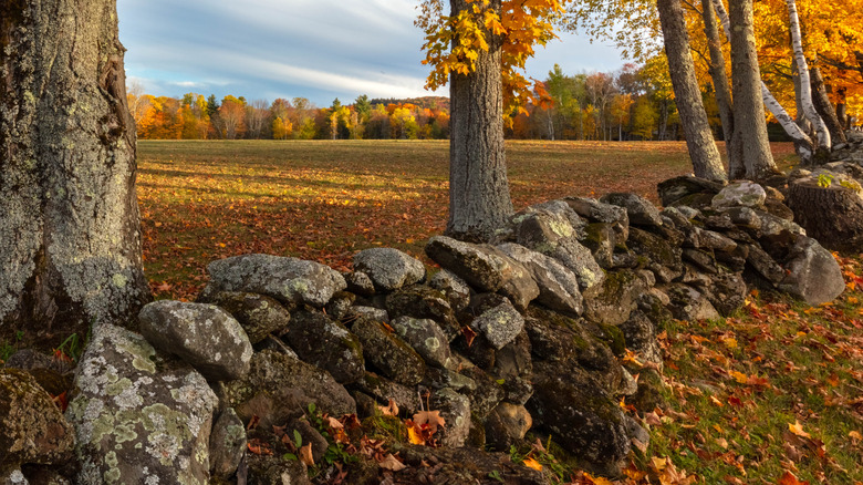 A stone wall in a Vermont field during autumn