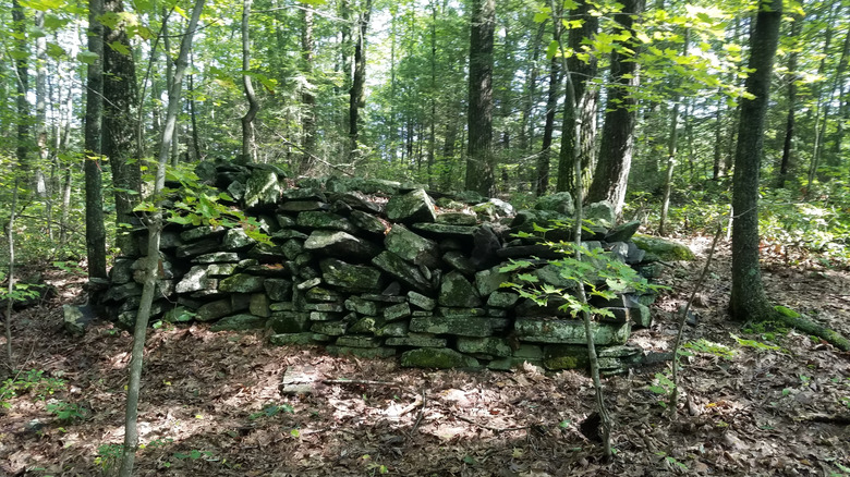 A forest trail passing an old stone wall in New England