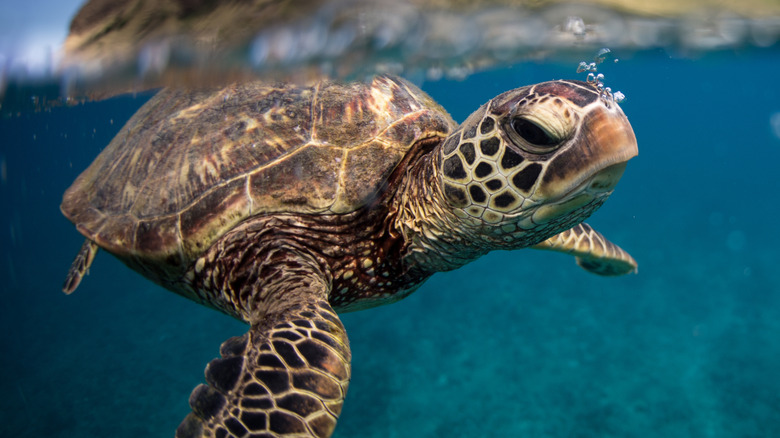 Sea turtle swimming below the water's surface