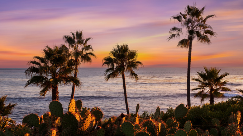 Sun setting over beach with palm trees and cactus