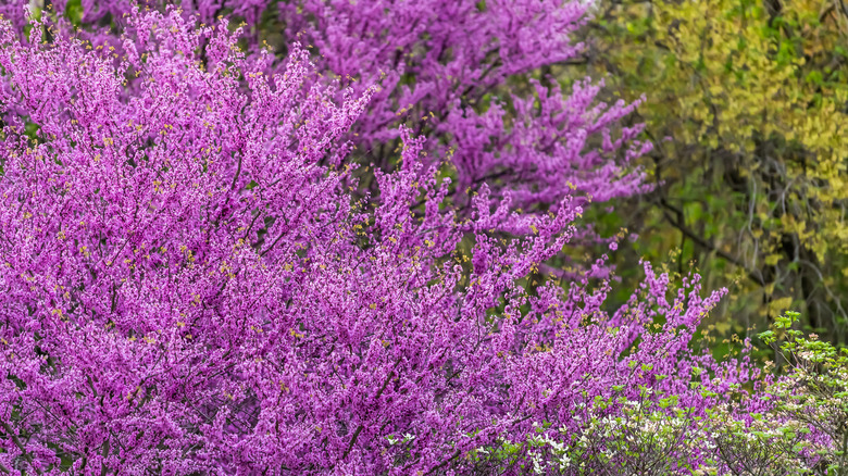 Redbud tree branches with many pink-purple flowers blooming