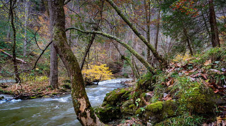 Forest along Big Cedar Creek in the Pinnacle Natural Area Preserve in southwest Virginia in fall