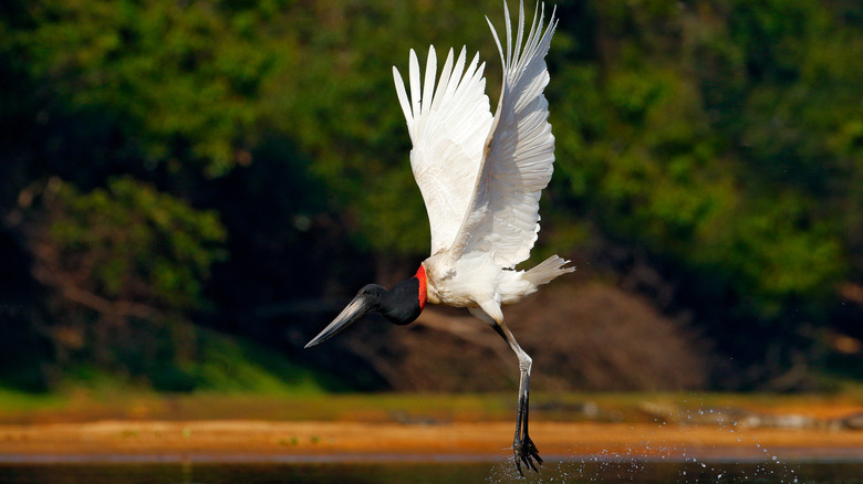 A jabiru stork flying in the Pantanal