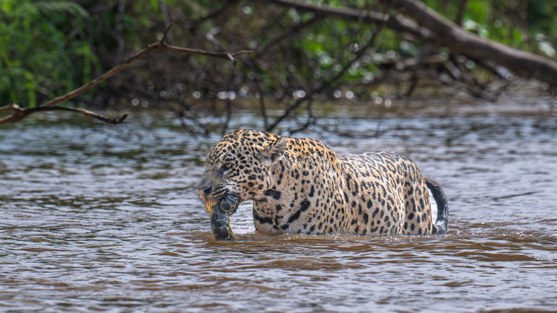 A jaguar with an anaconda in its mouth