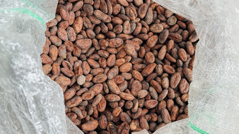 Organic cacao beans used by Mindo Chocolate Makers