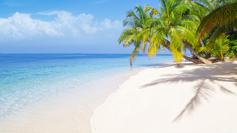 A sunny beach with palm trees, blue water, and white sand