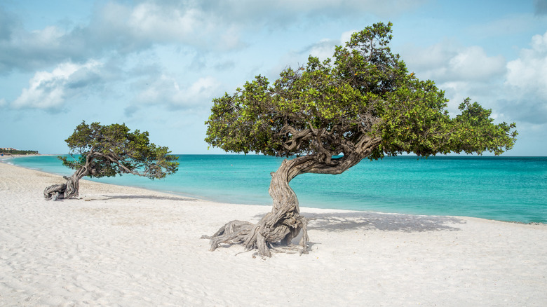 Native trees on a white sand breach in Aruba