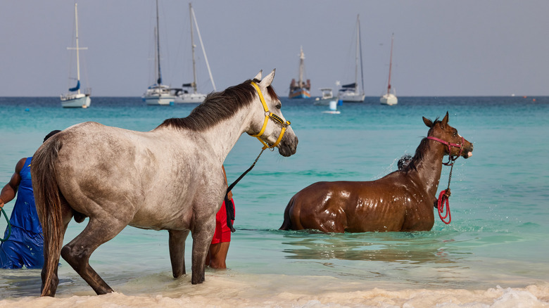 People getting ready to ride horses on the beach in Barbados