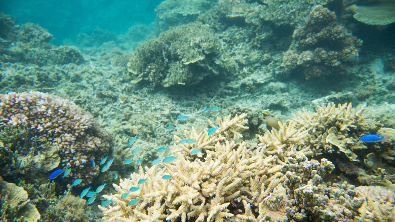 Fish swimming in the Great Astrolabe Reef in Fiji