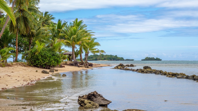 Vanua Levu beach with palm trees in the background in Fiji