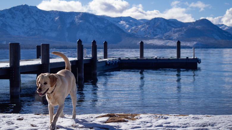 Golden Retreiever At Lake Tahoe