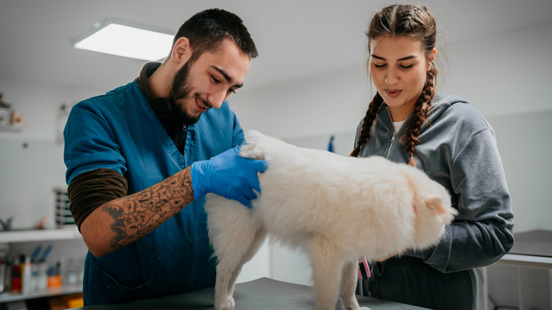 Vet checking dog for fleas
