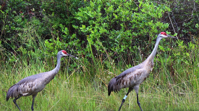 Mississippi sandhill cranes