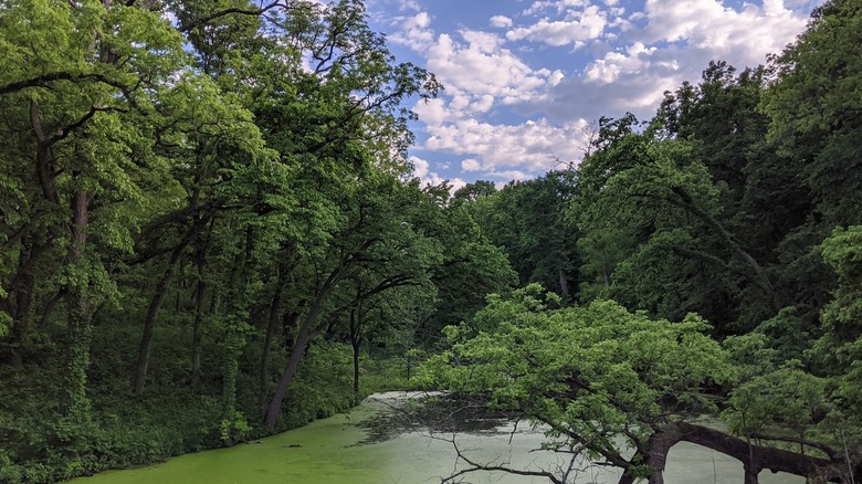 Lush forest trees with cloudy sky over greenish river Fontenelle Forest