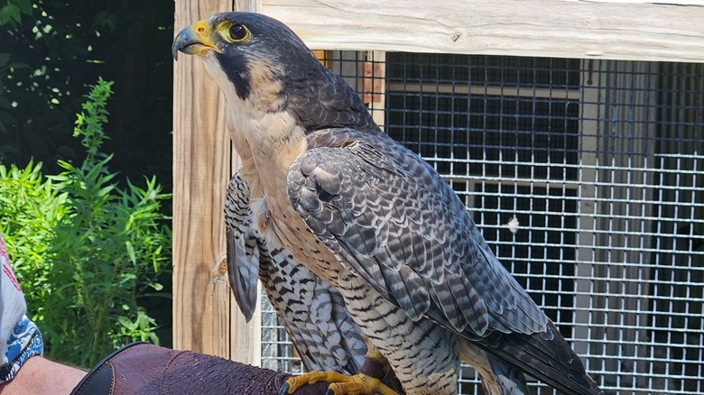 Bird of prey on handler's arm with cage behind Fontenelle Forest