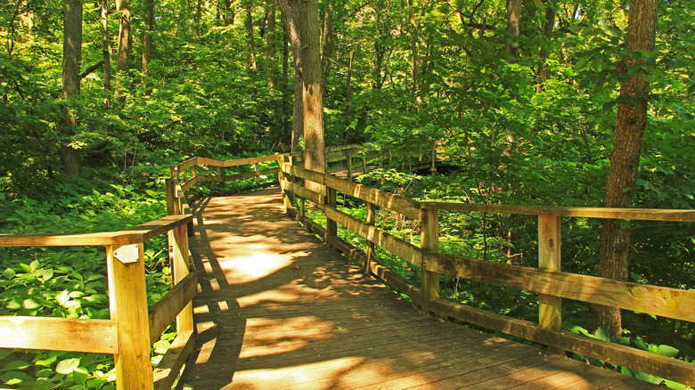 Wooden boardwalk through lush forest Fontenelle Forest