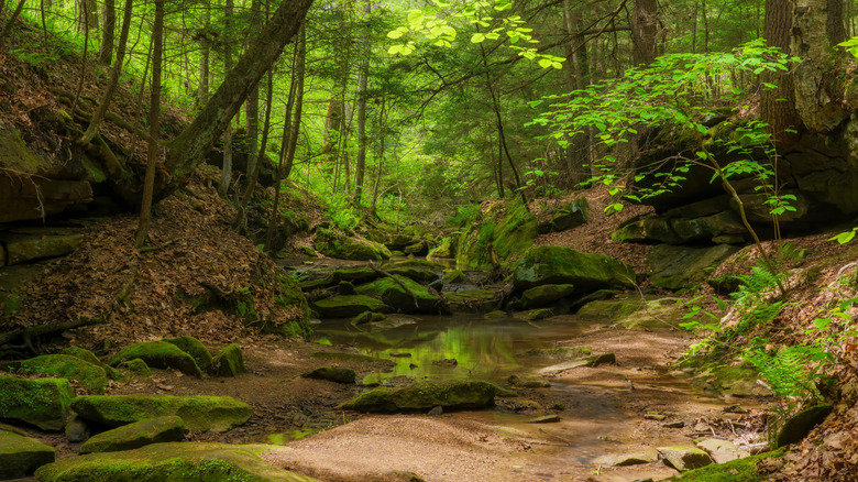A fairy-tale forest with rocks, creek and trees on the Raven Rocks trail in Ohio