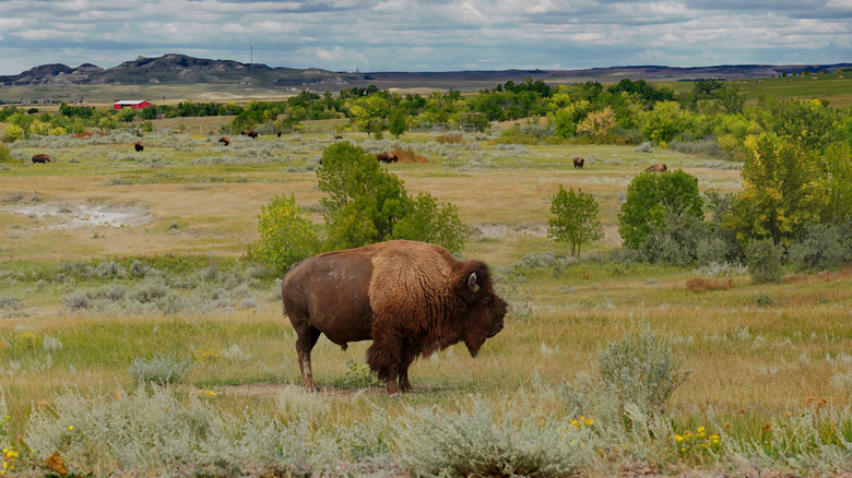 Bison at Theodore Roosevelt National Park in North Dakota