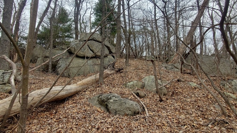 A view through the trees along the path up Oventop Mountain in the Blue Ridge Mountains.