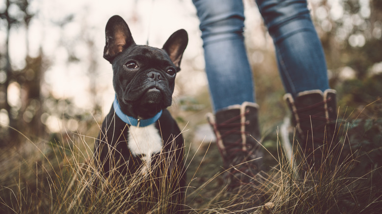 Dog and owner hiking