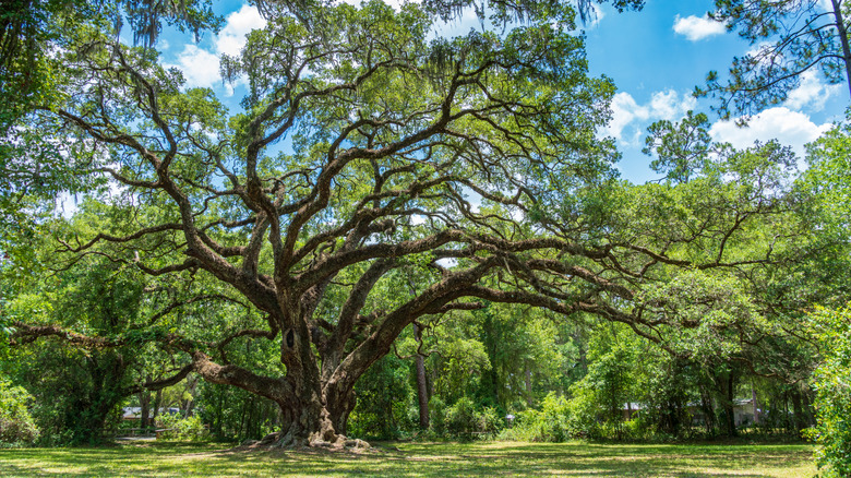 live oak tree in Dade Battlefield Historic State Park