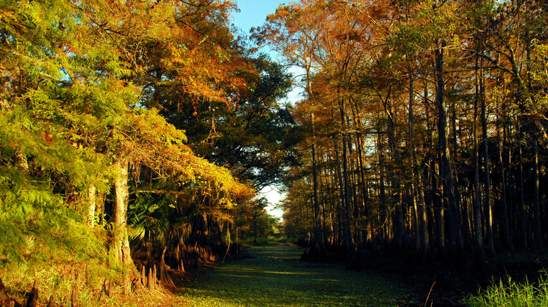 Central Florida landscape
