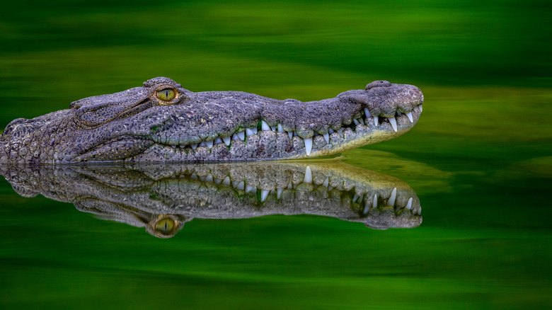American crocodile photographed in south Florida, USA.