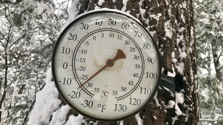 A temperature dial showing minus 20 on a frozen, snow-covered tree