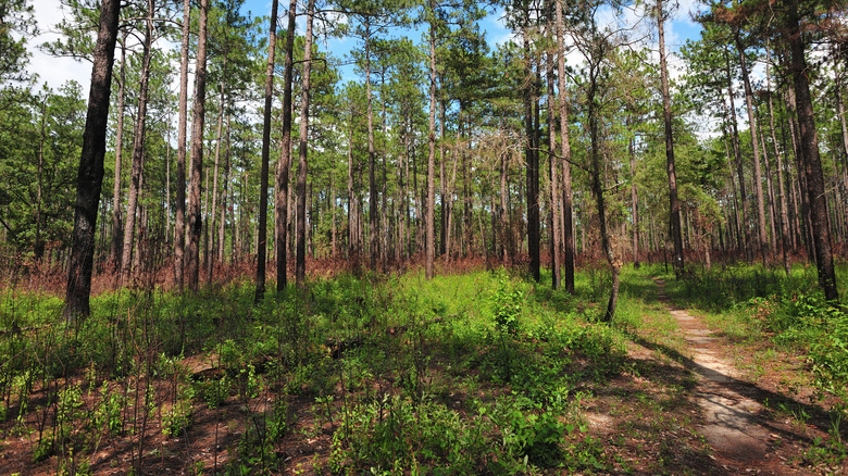 A narrow section of the Bartram National Recreation Trail passing trees and grass in Tuskegee National Forest.