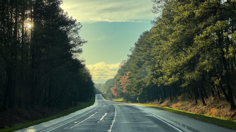 A road beside the trees along Tuskegee National Forest in Alabama on a sunny afternoon.