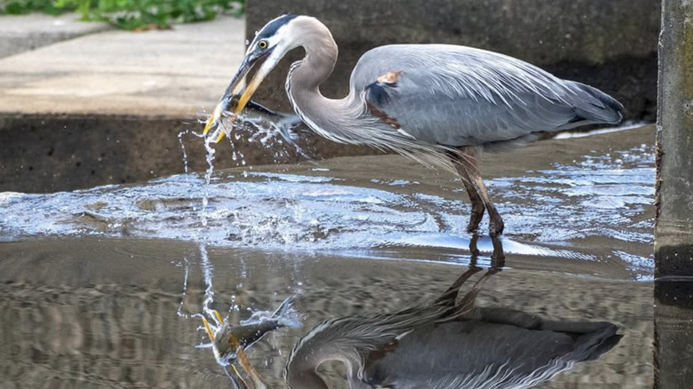 A heron with a fish at Mill Pond Falls, CT