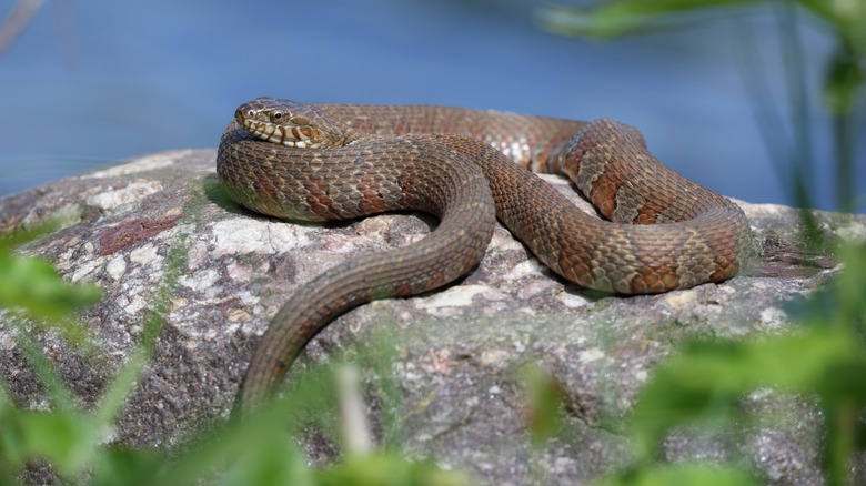 Northern water snake rests in sun on rock by lake