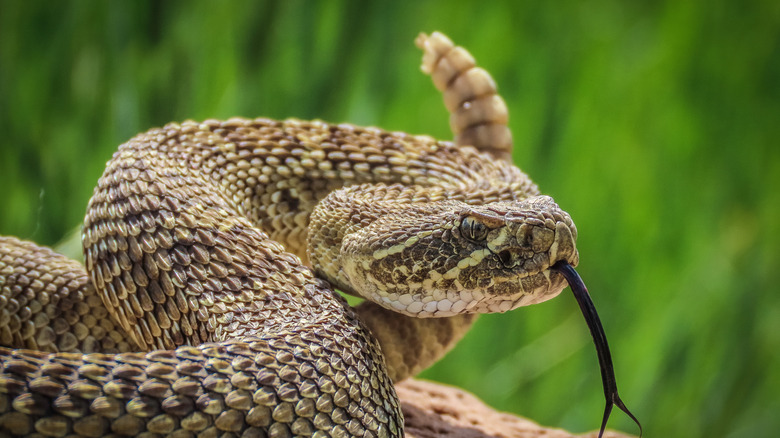 Close-up image of prairie rattlesnake with its tongue out