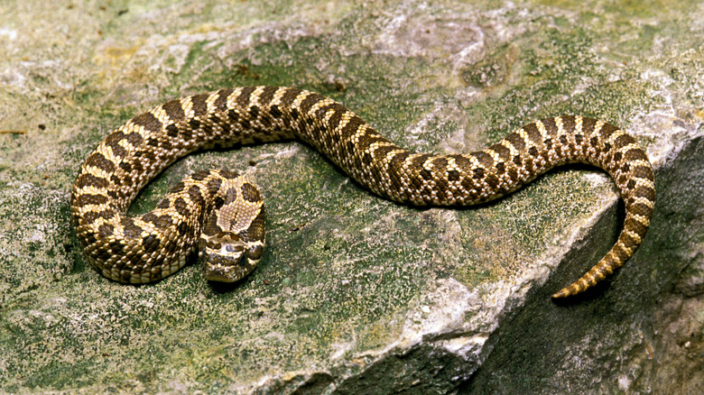 Hognose snake resting on rock
