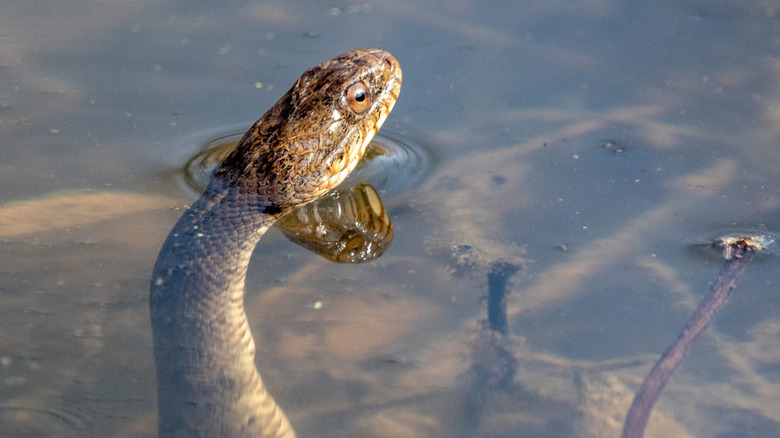 Northern water snake pokes its head above water