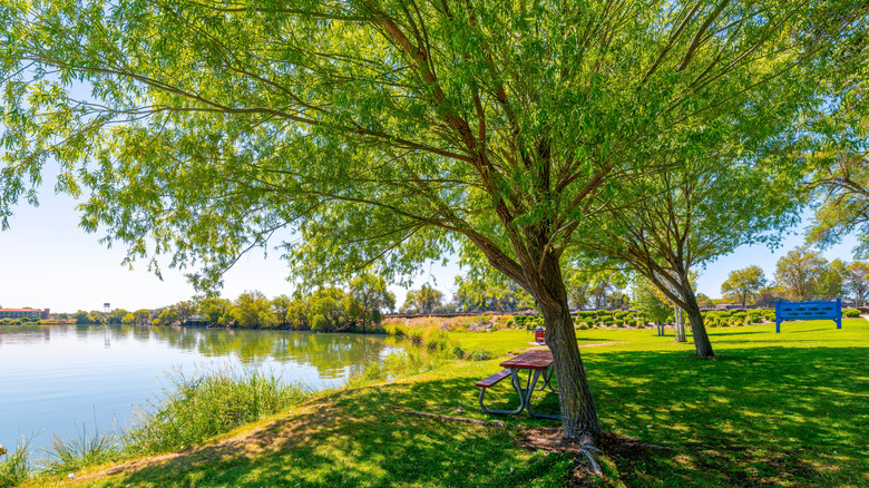 Greenery along Moses Lake