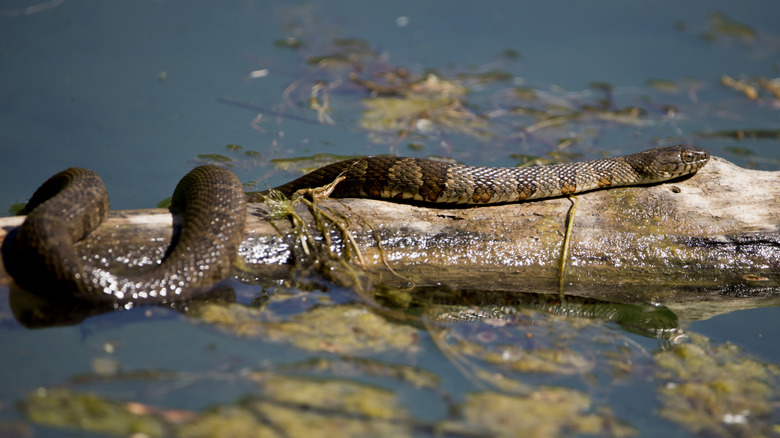 Northern water snake sunning on a log