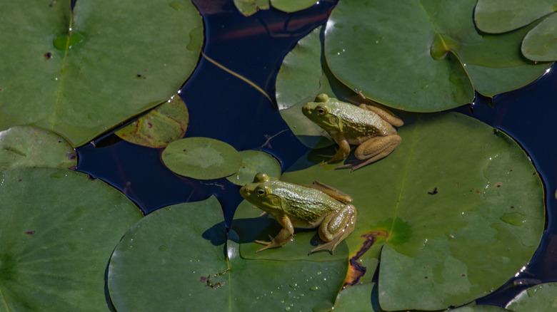 Two bullfrogs on lilypads floating on the water in Trustom Pond in Rhode Island