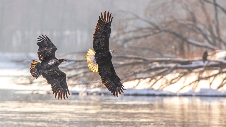 Bald eagles fly over the Wisconsin River in wintertime