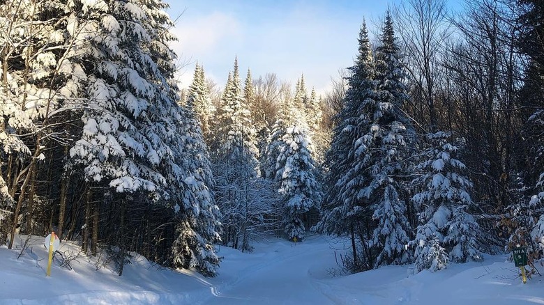 A snowmobile trail through the woods at Brighton State Park