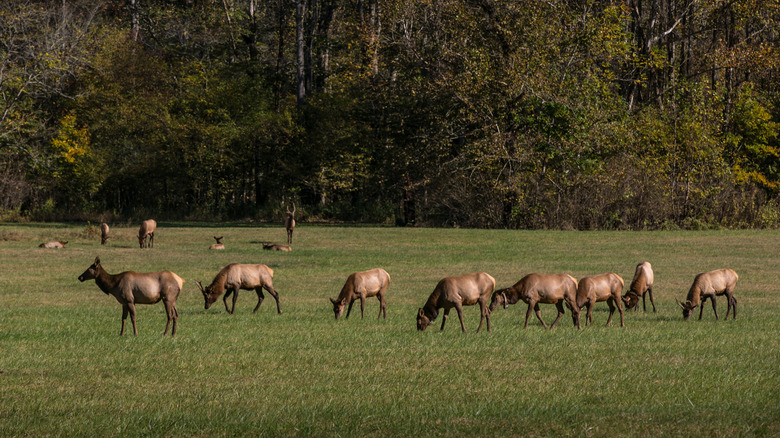 Elk grazing in the Oconaluftee Area