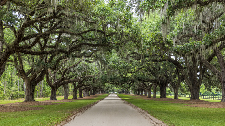 Live oak trees in Charleston