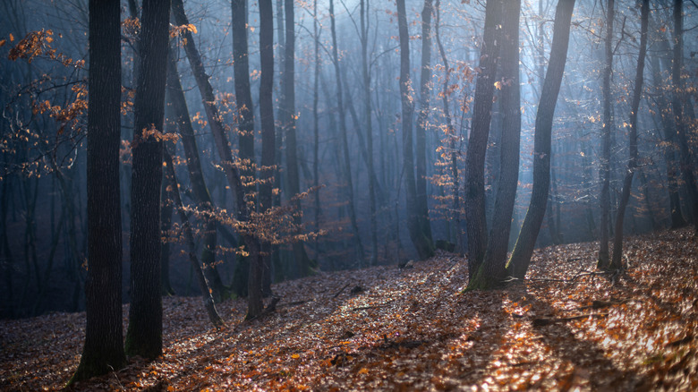 Hoia Baciu forest from Cluj-Napoca Romania. One of the most haunted forest in the world