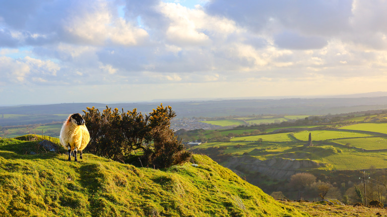 Sheep on grassy hill