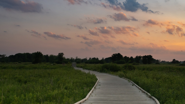 A boardwalk through the wetlands in Blaine Wetlands Sanctuary at sunset