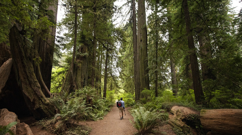 A hiker on a trail between huge redwoods in California