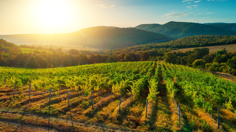 Sunrise view of a California vineyard