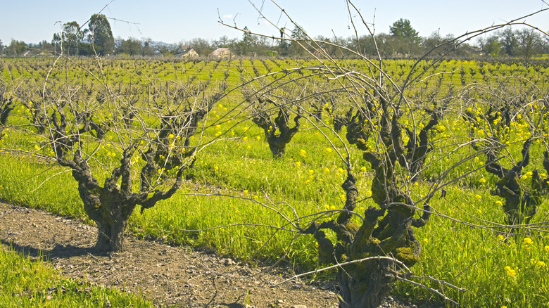 Large knobby grape vines in Dry Creek Valley
