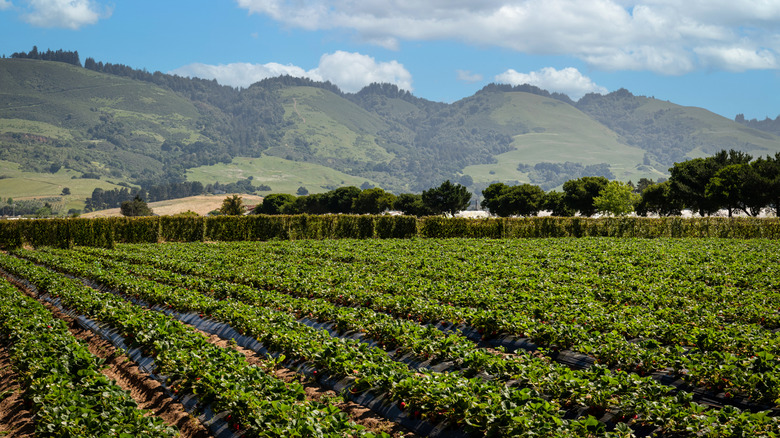 Strawberry fields and the hills of Watsonville, California
